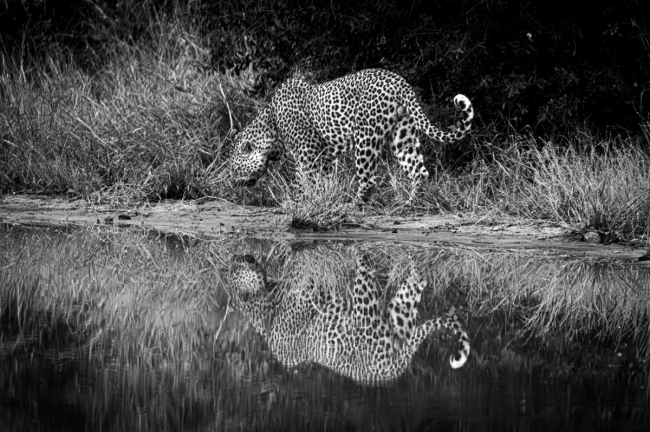 Réflexion sauvage (N&B)