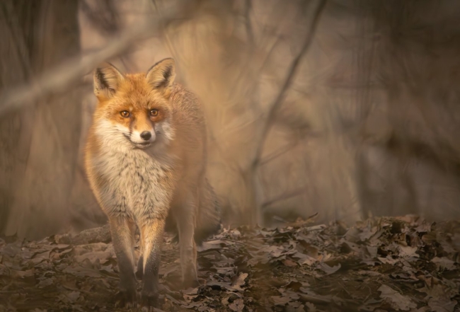 Rencontre dans les sous-bois
