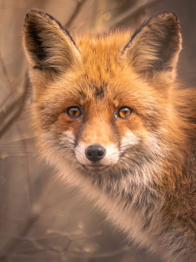 Dans les yeux de la nature